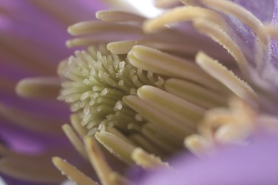 Beautiful purple Clematis flower as background, macro view