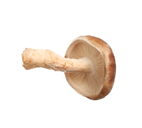 Photo of Fresh wild shiitake mushroom isolated on white