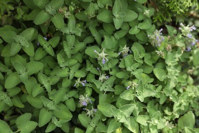 Photo of Beautiful melissa with lush green leaves growing outdoors