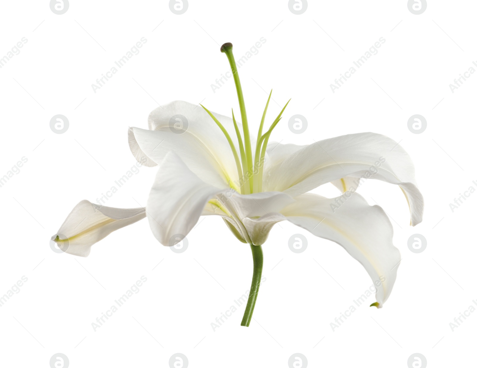 Photo of Beautiful lily on white background. Funeral flower