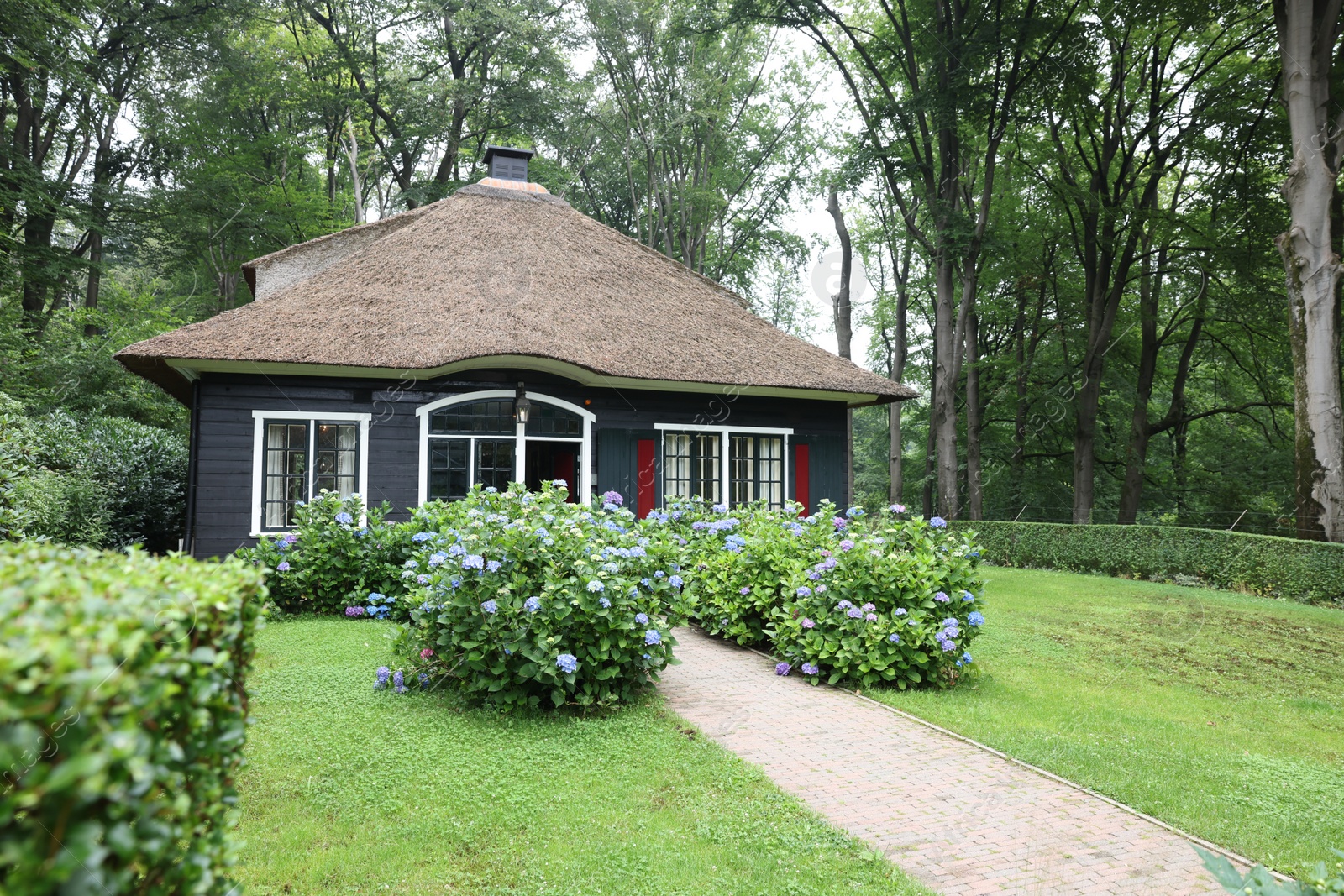 Photo of Beautiful blooming hydrangeas in front yard of lovely little cottage. Landscape design