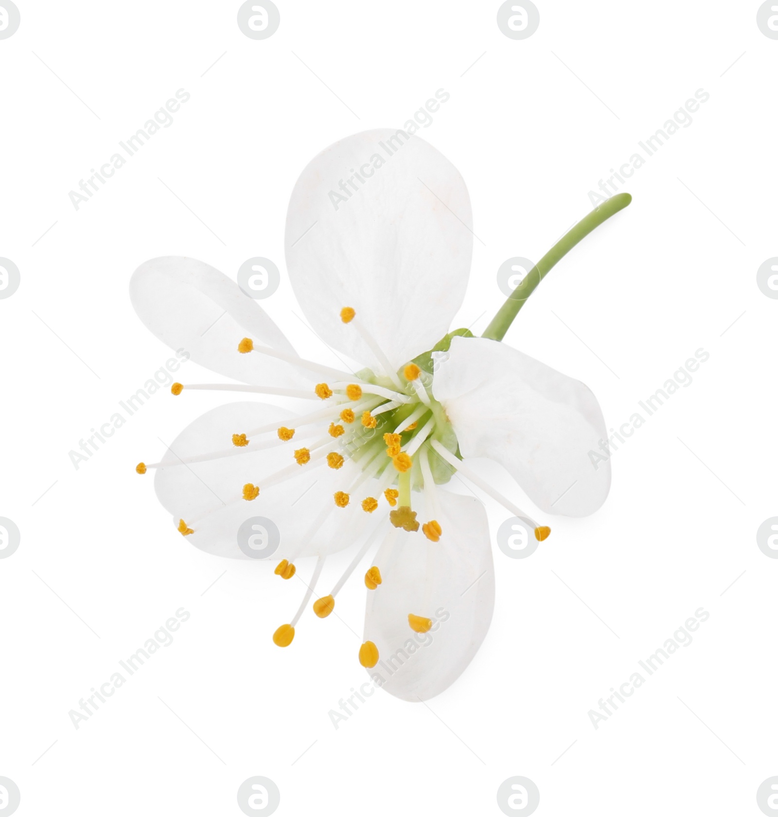 Photo of One beautiful spring blossom isolated on white, above view