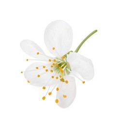 Photo of One beautiful spring blossom isolated on white, above view