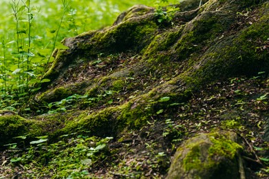 Photo of Tree roots overgrown with beautiful green grass outdoors, closeup