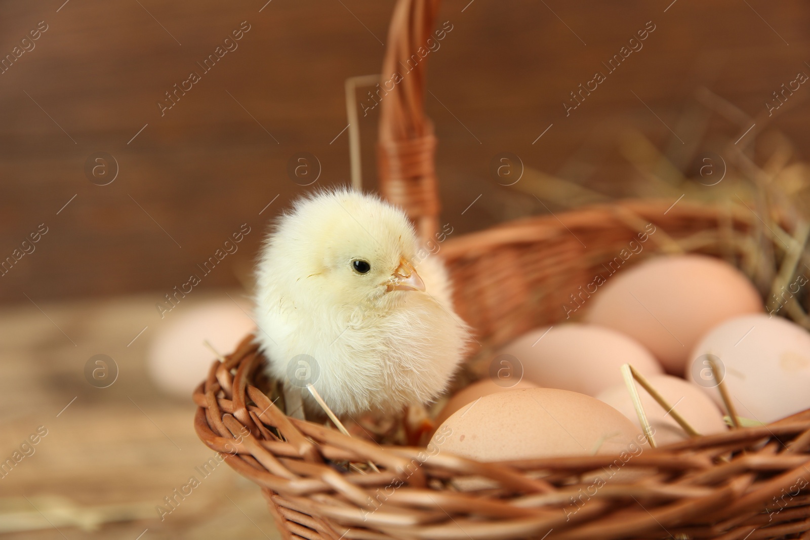 Photo of Cute chick and eggs in wicker basket on blurred background. Baby animal