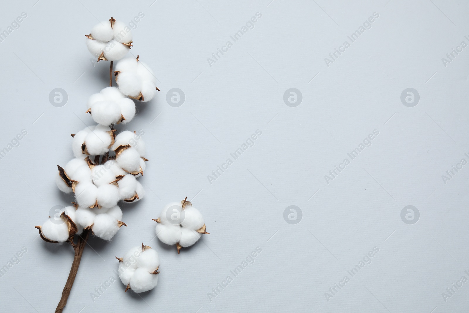 Photo of Beautiful cotton branch with fluffy flowers on light grey background, top view. Space for text