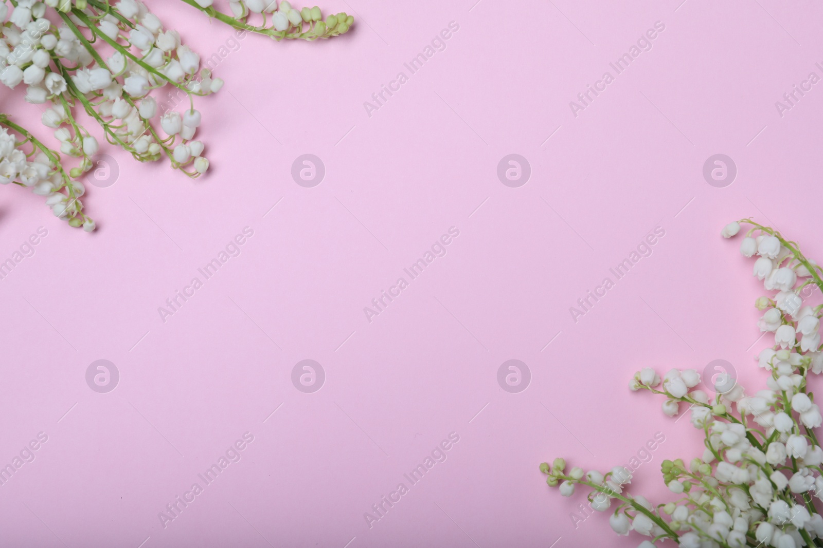 Photo of Beautiful lily of the valley flowers on pink background, flat lay. Space for text