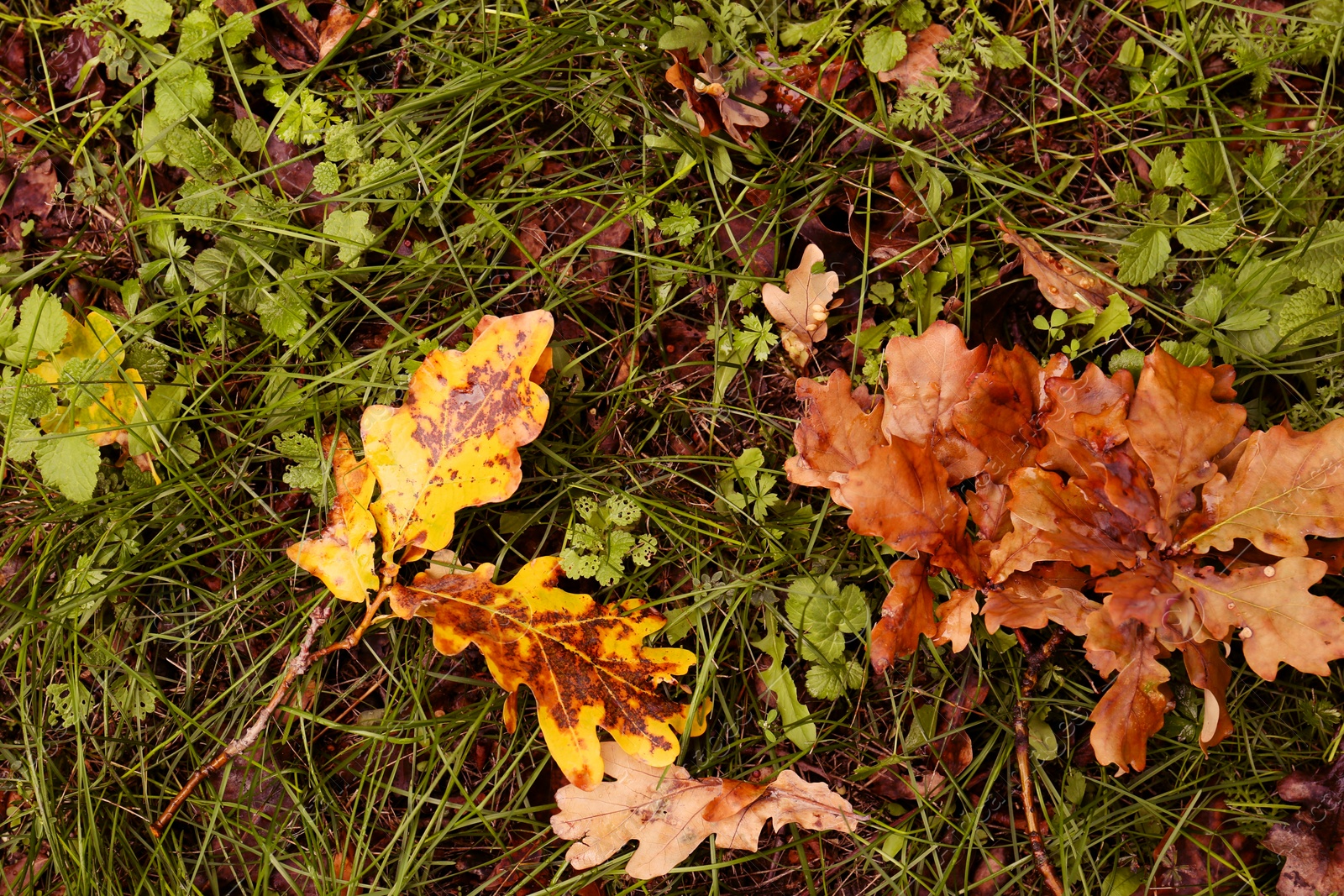 Photo of Fallen autumn leaves on green grass outdoors