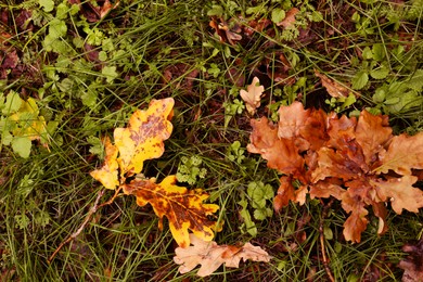 Photo of Fallen autumn leaves on green grass outdoors