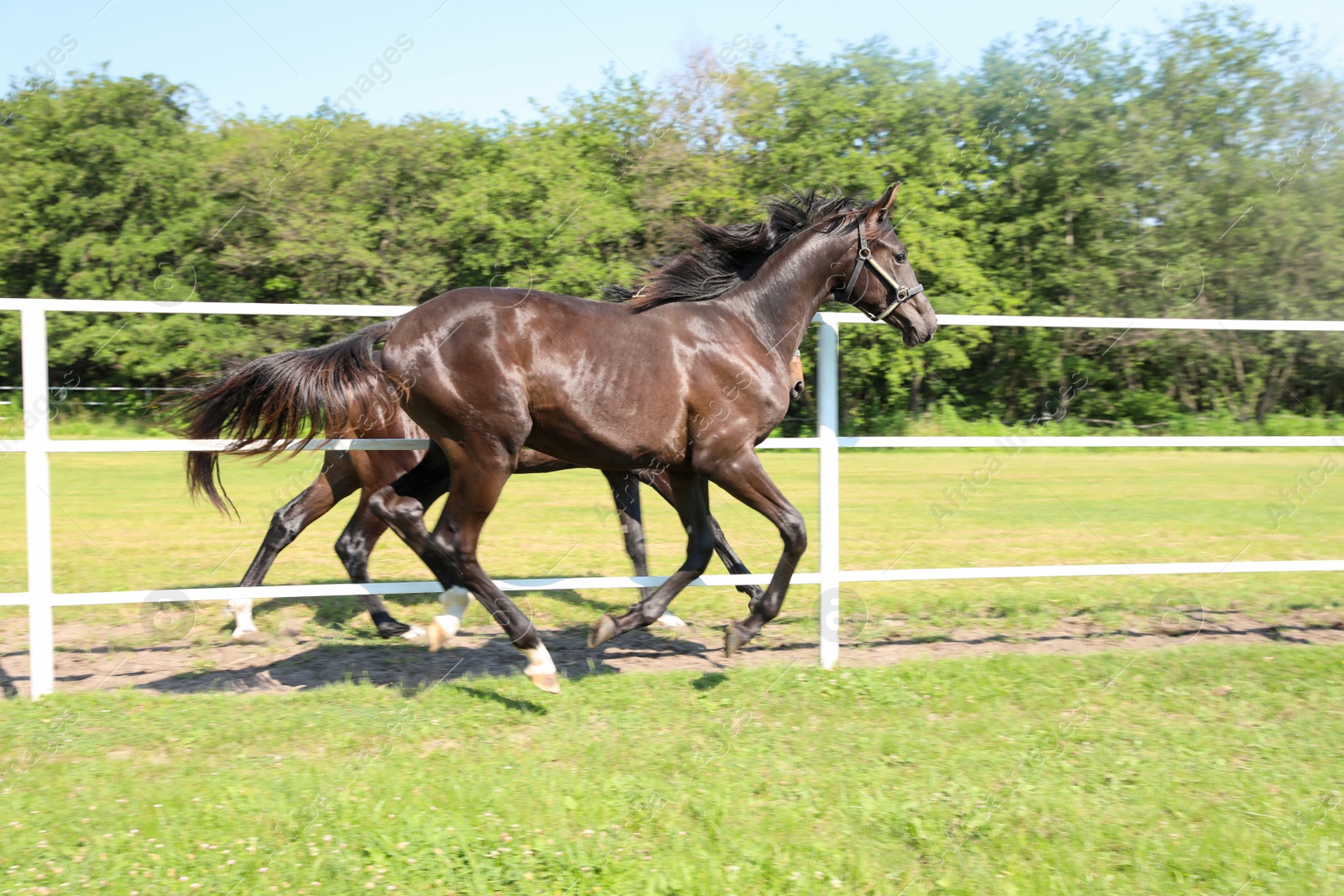 Photo of Dark bay horses in paddock on sunny day. Beautiful pets