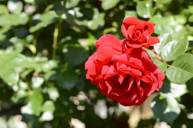 Photo of Beautiful blooming rose bush outdoors on sunny day, closeup. Space for text