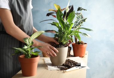 Woman transplanting home plant into new pot at table, closeup