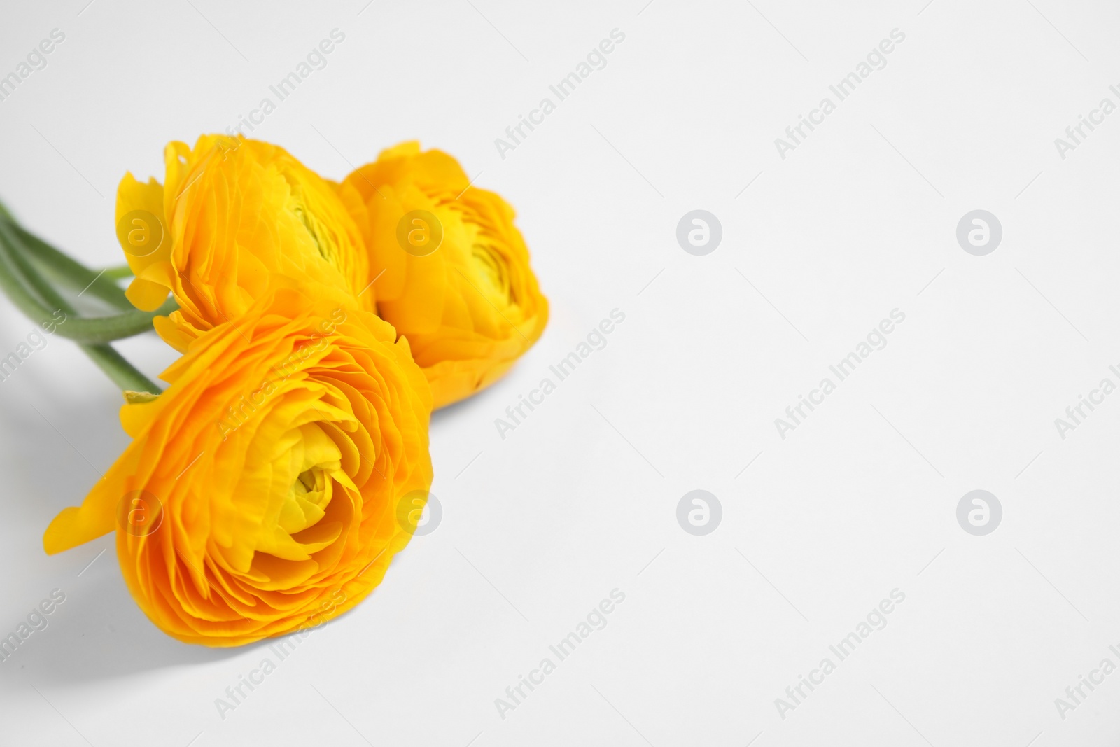 Photo of Beautiful spring ranunculus flowers on white background