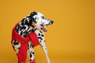 Adorable Dalmatian dog with red sweatshirt and bandana on yellow background, space for text