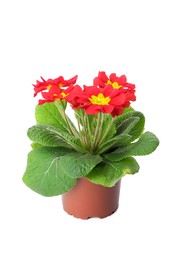 Photo of Beautiful primula (primrose) plant with red flowers isolated on white. Spring blossom