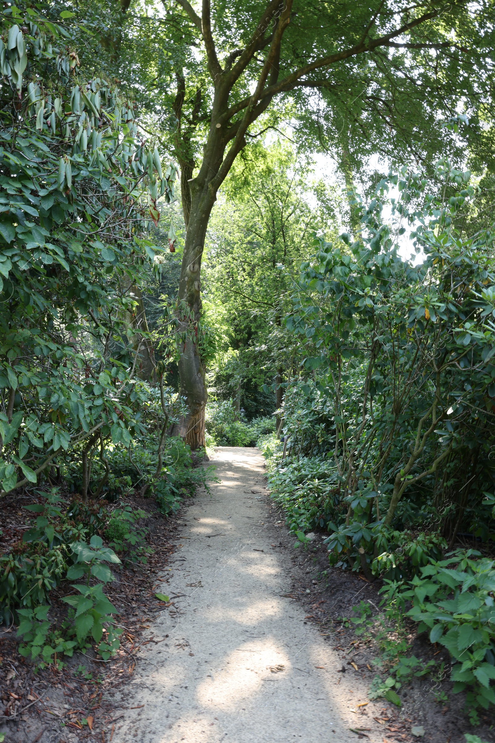 Photo of Picturesque view of path in beautiful forest