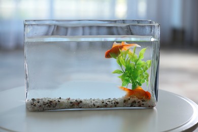 Photo of Beautiful bright goldfish in aquarium on table at home