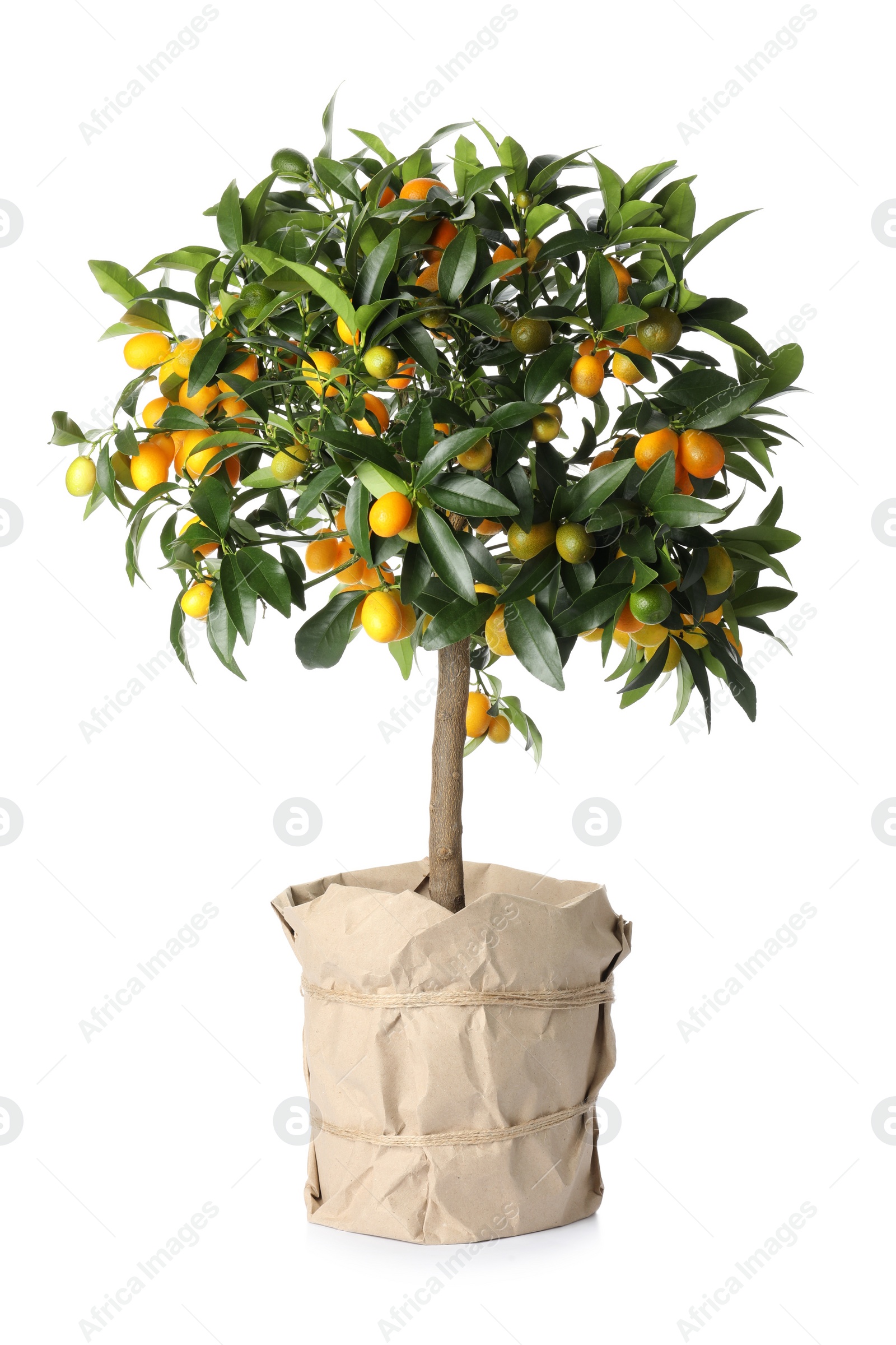 Photo of Kumquat tree with ripening fruits in flowerpot isolated on white