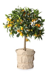 Kumquat tree with ripening fruits in flowerpot isolated on white