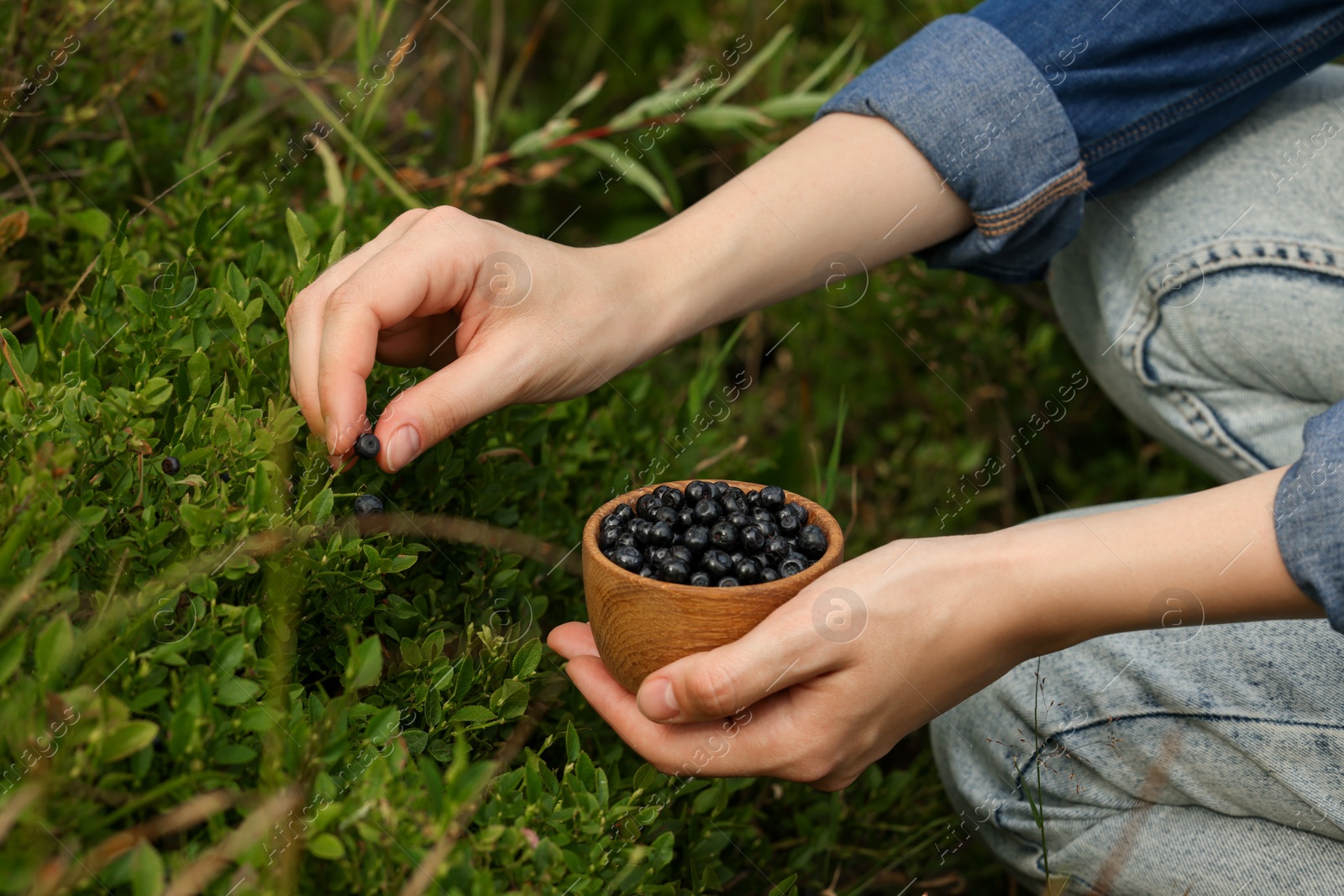 Photo of Woman picking up bilberries in forest, closeup