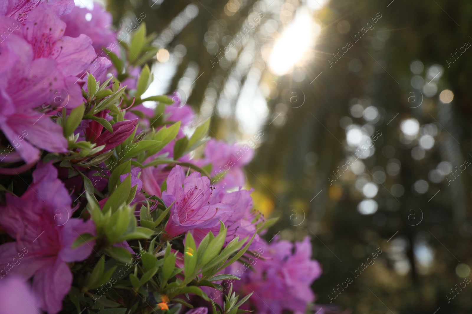 Photo of Beautiful Rhododendron bush with pink flowers growing outdoors, closeup. Space for text