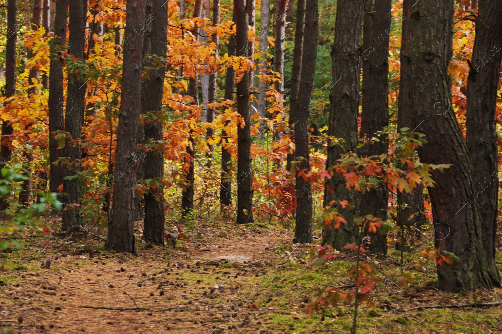 Photo of Trail and beautiful trees in forest. Autumn season