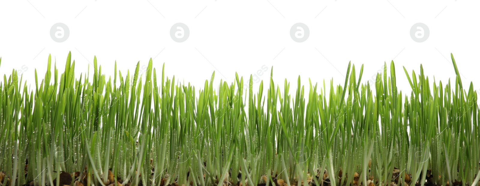 Photo of Beautiful lush green grass with water drops on white background