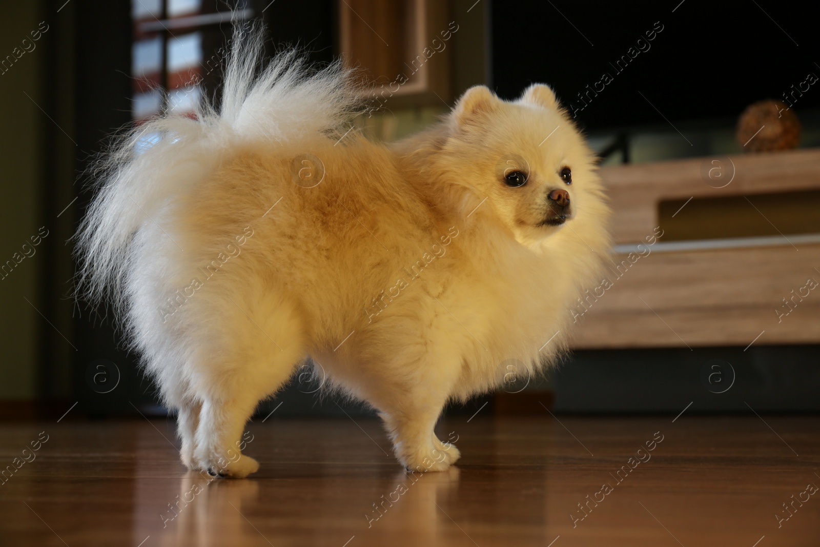 Photo of Cute fluffy Pomeranian dog at home. Lovely pet