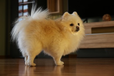 Cute fluffy Pomeranian dog at home. Lovely pet