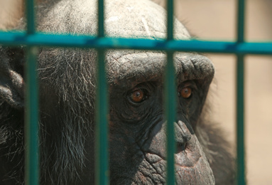 Closeup view of chimpanzee at enclosure in zoo