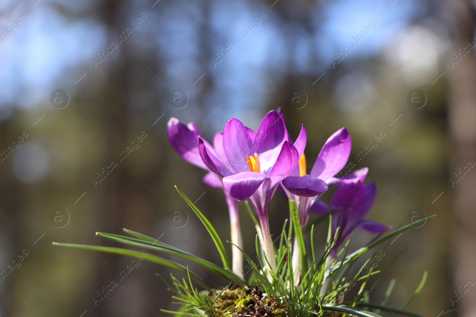 Photo of Fresh purple crocus flowers growing in spring forest