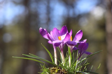 Fresh purple crocus flowers growing in spring forest