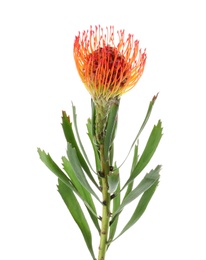 Beautiful protea flower on white background. Tropical plant