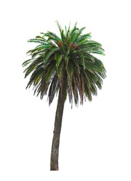 Image of Beautiful palm tree with green leaves isolated on white