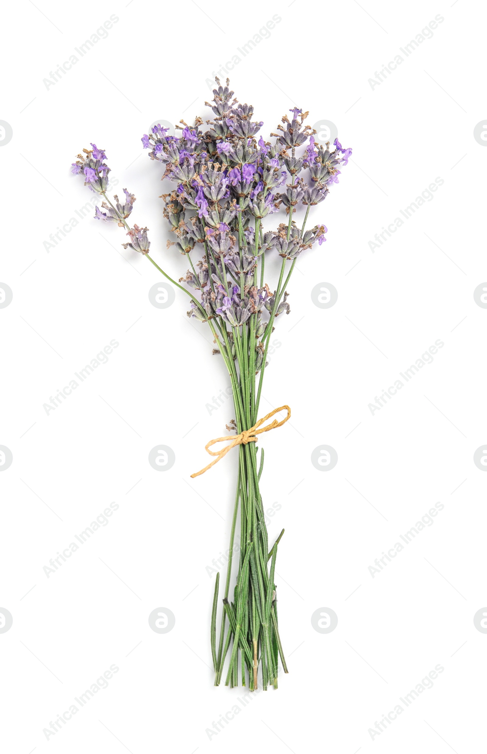 Photo of Beautiful blooming lavender flowers on white background