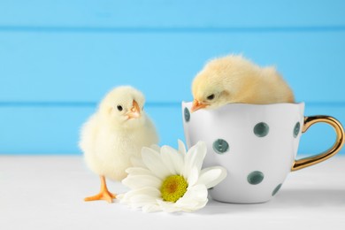 Photo of Two cute chicks with cup and beautiful chrysanthemum flower on white wooden table, closeup. Baby animals