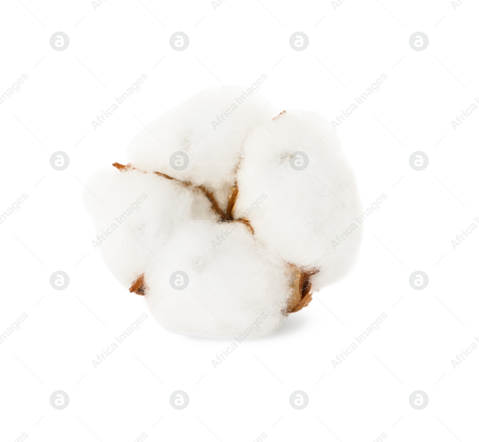 Photo of Beautiful fluffy cotton flower isolated on white