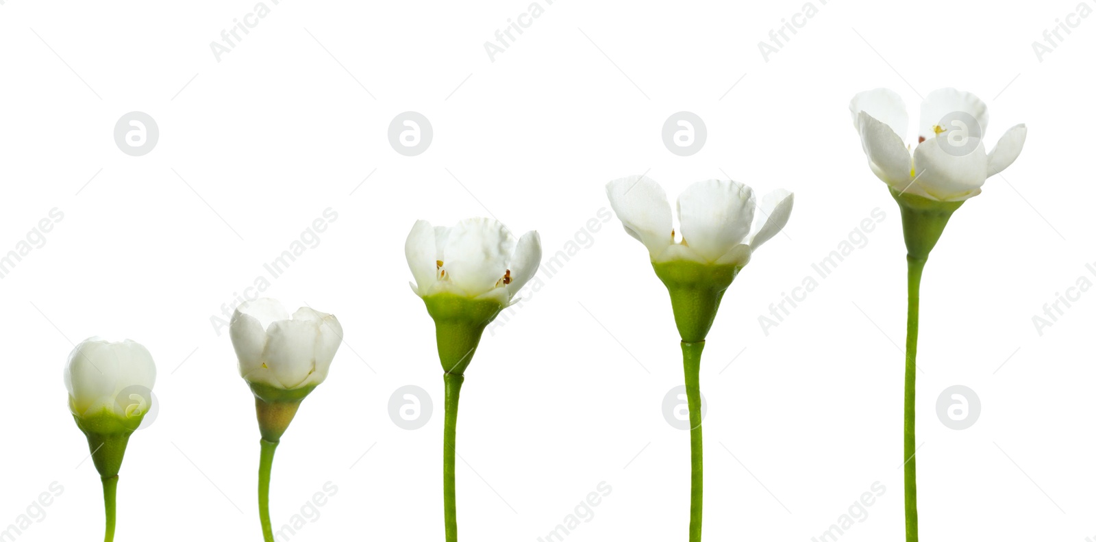 Image of Blooming stages of beautiful waxflower on white background