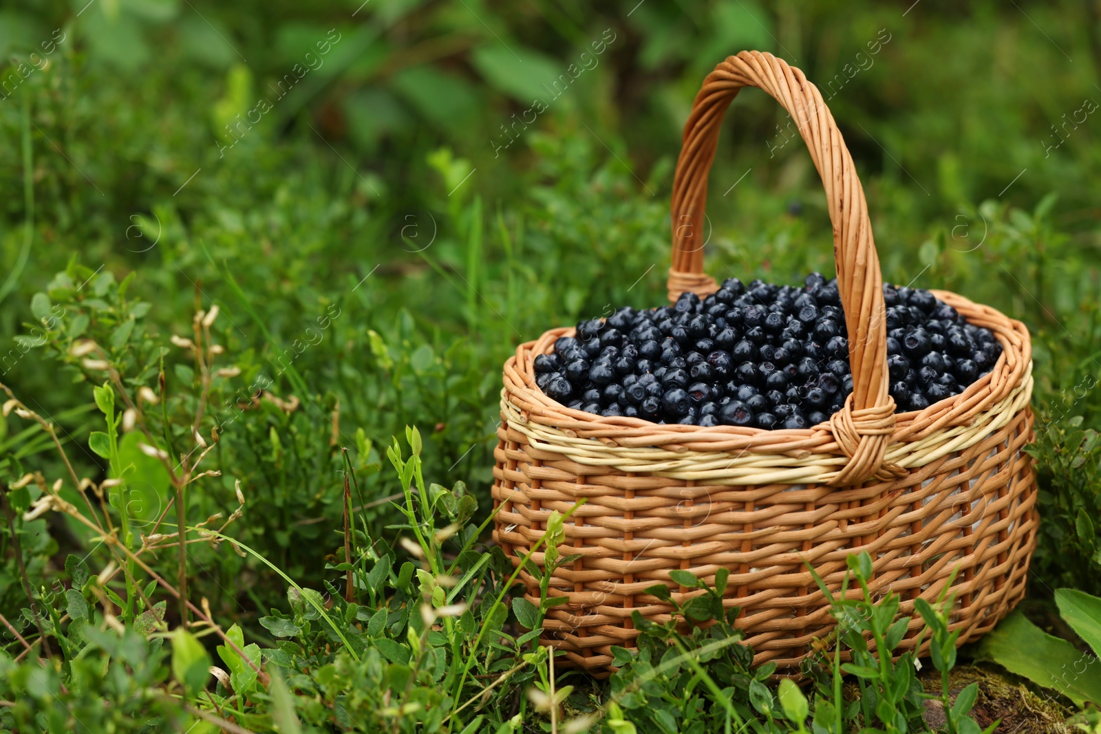 Photo of Wicker basket with bilberries on green grass outdoors, space for text