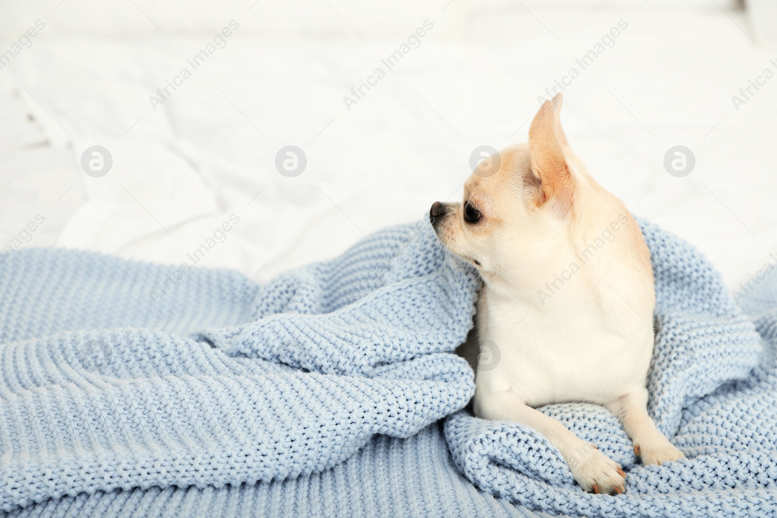 Photo of Adorable Toy Terrier under light blue knitted blanket on bed. Domestic dog