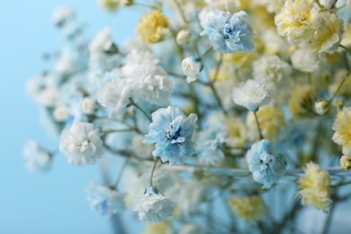 Beautiful dyed gypsophila flowers on light blue background, closeup