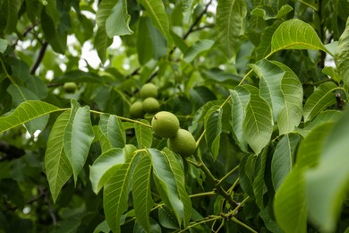 Green unripe walnuts on tree branch outdoors