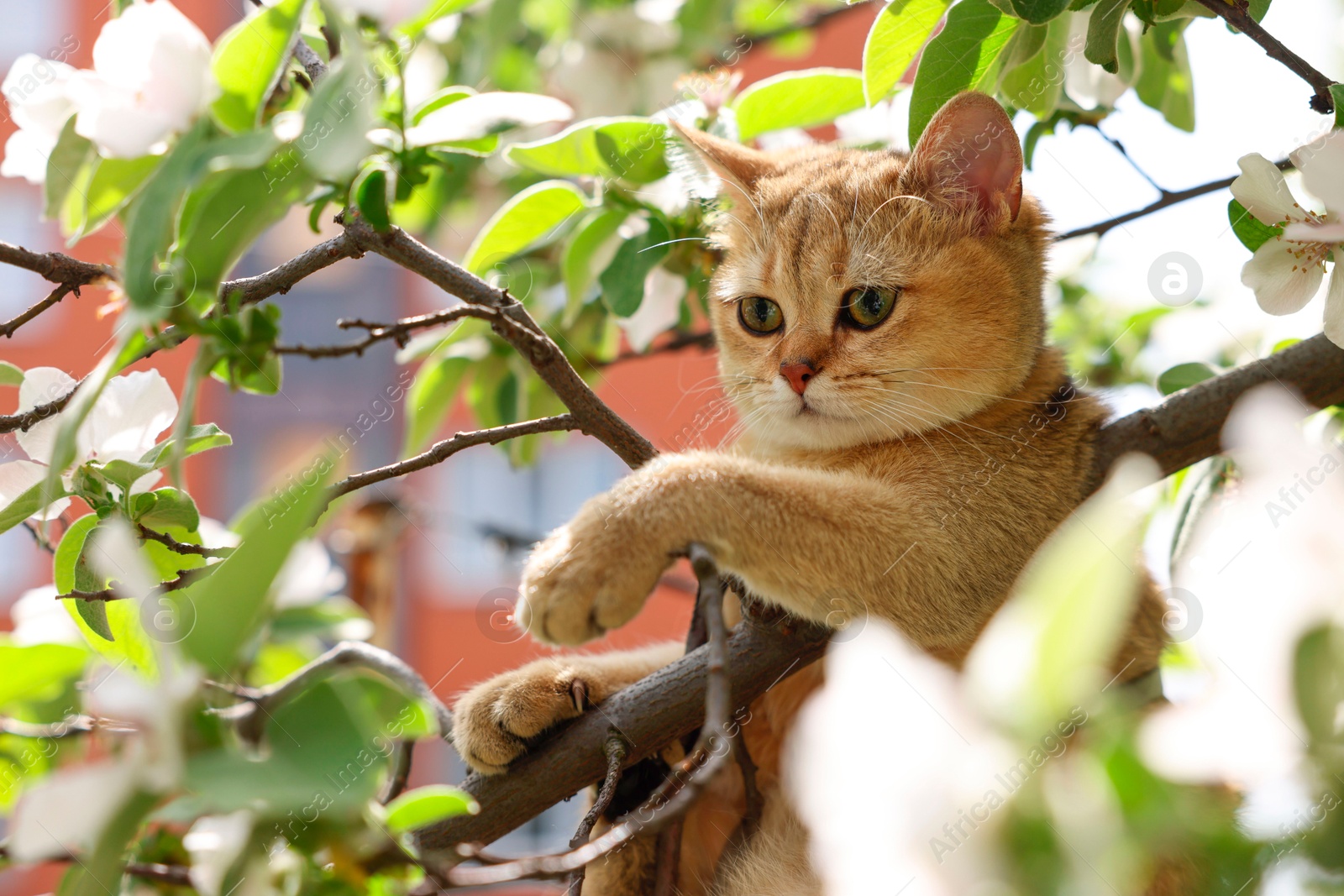 Photo of Cute cat among blossoming spring tree branches outdoors