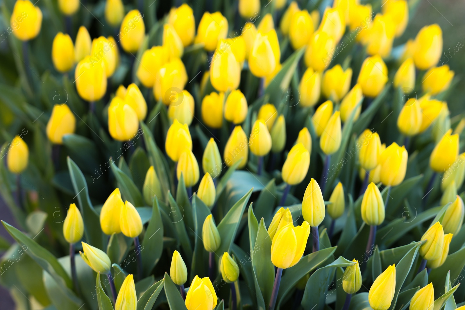 Photo of Many beautiful tulip flowers growing outdoors, closeup. Spring season