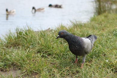 Photo of Grey pigeon on green grass near lake outdoors, closeup