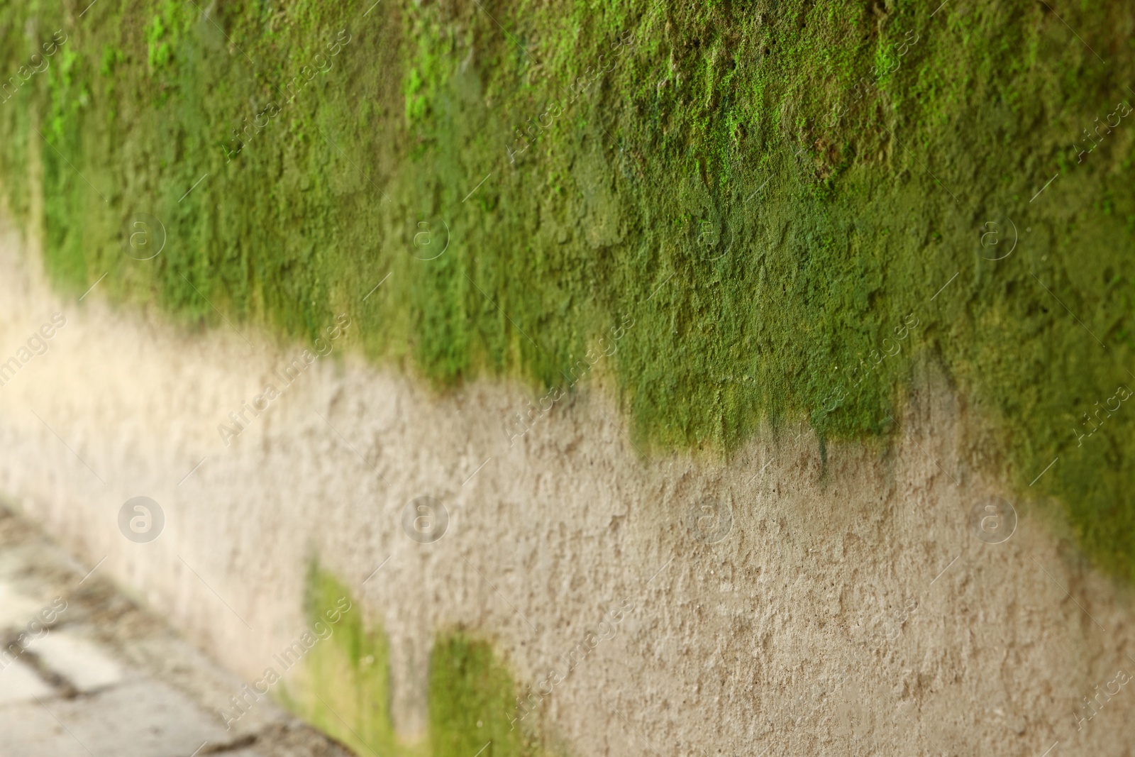 Photo of View of wall covered with green moss outdoors