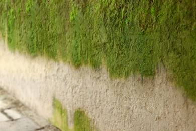 View of wall covered with green moss outdoors