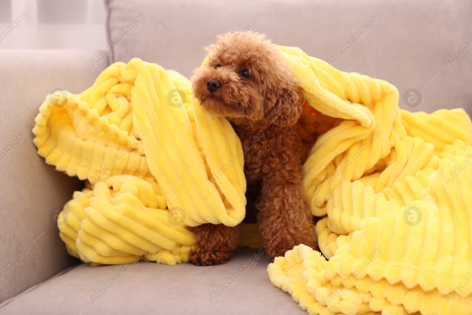 Photo of Cute Maltipoo dog covered with plaid on armchair indoors. Lovely pet