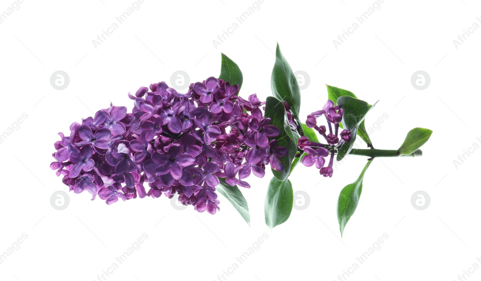 Photo of Beautiful blossoming lilac branch with leaves isolated on white