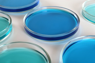 Photo of Petri dishes with blue liquids on white background, closeup